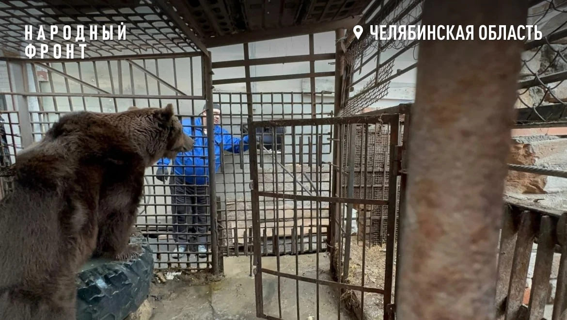 В центре Троицка Челябинской области живёт медведь