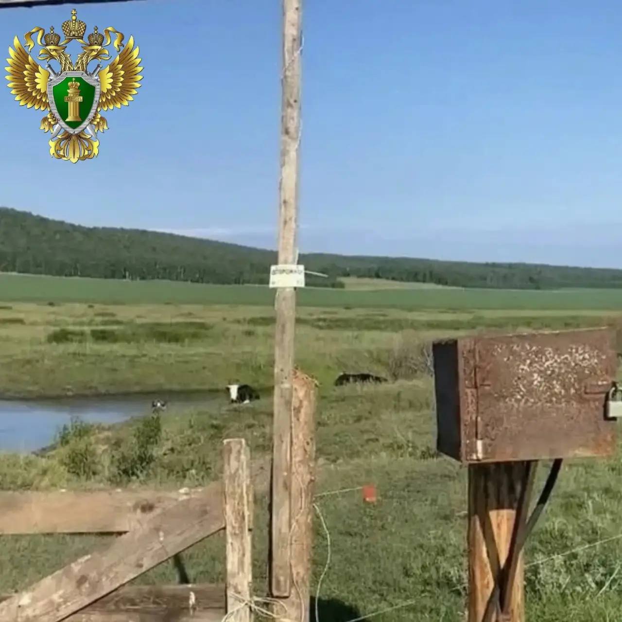 В Уйском районе по иску прокурора суд взыскал моральный вред с владельца «электропастуха» за причиненный вред несовершеннолетней