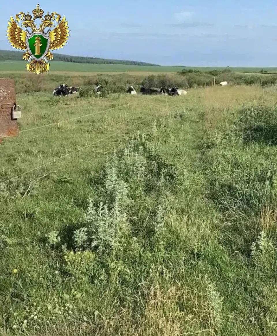 В Уйском районе по иску прокурора суд взыскал моральный вред с владельца «электропастуха» за причиненный вред несовершеннолетней В Уйском районе по иску прокурора суд взыскал моральный вред с владельца «электропастуха» за причиненный вред несовершеннолетней