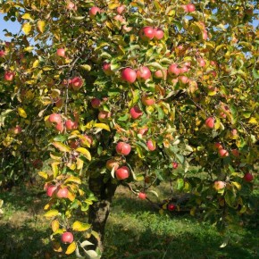 Ржавчина на яблоне: Как избежать потерь и сохранить урожай