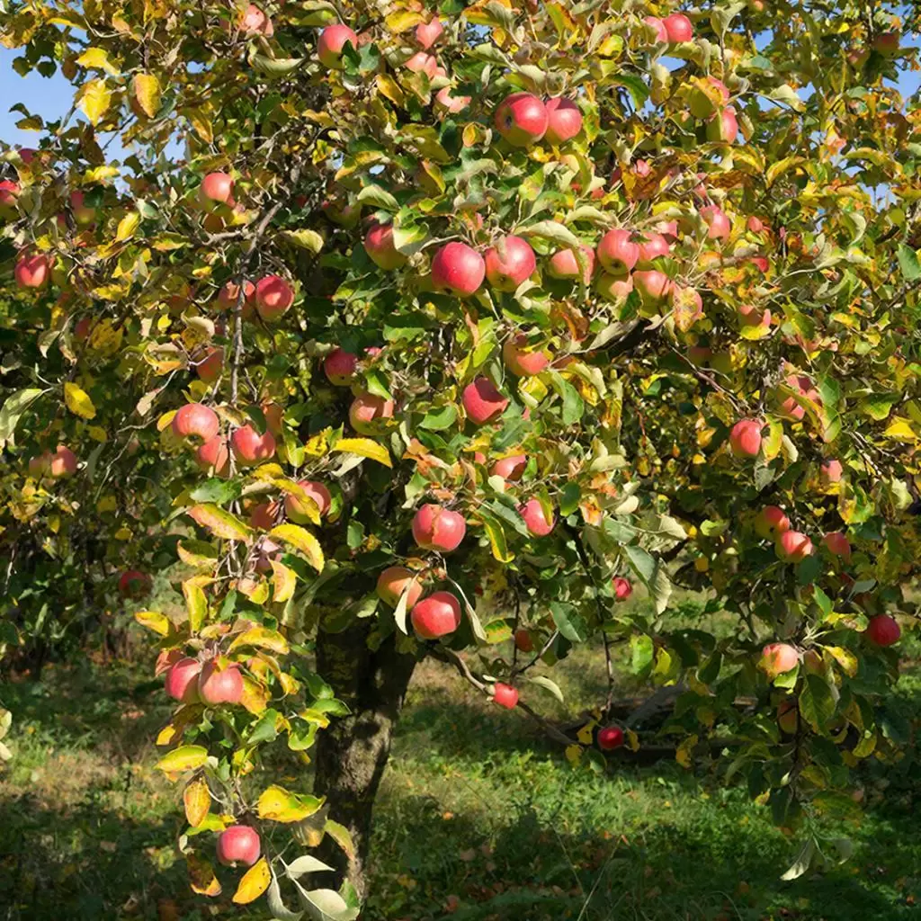 Ржавчина на яблоне: Как избежать потерь и сохранить урожай