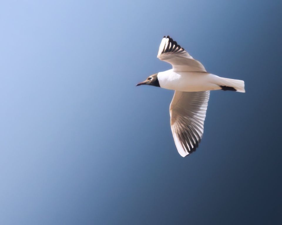 ������������ - ��� ������ ���� �������� ������ ������ ����� ����� ��������� ���������