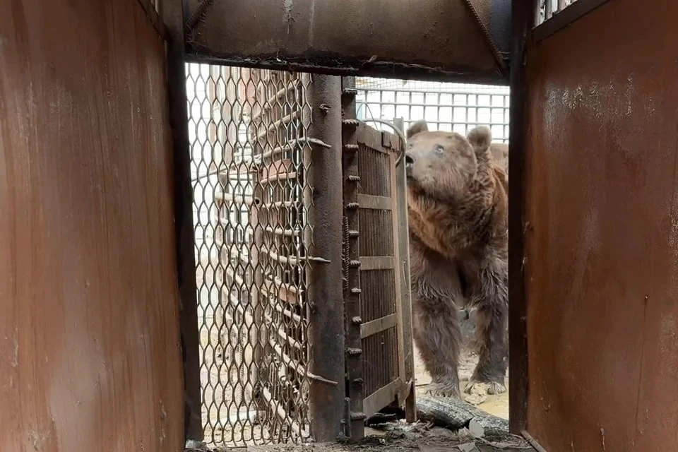 Вольер был заварен наглухо: медведя-узника Степана спасли из тесной клетки и перевезли в эко-парк