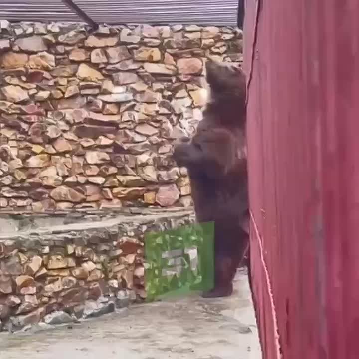 Медведь Степан обзавелся берлогой с бассейном