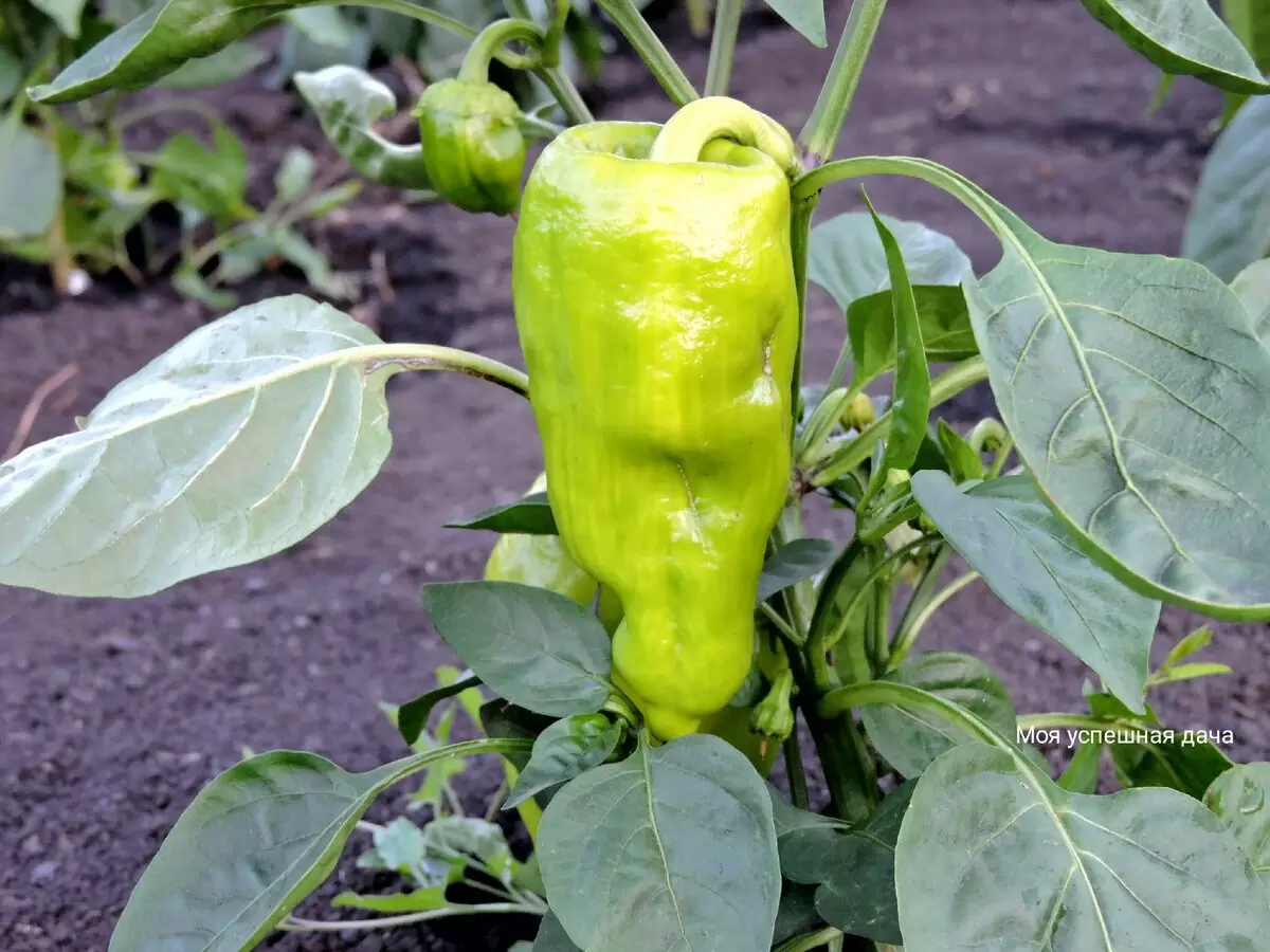 Как правильно подготовить грядки для перцев: секреты опытных садоводов