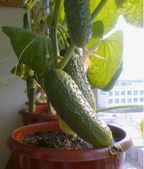 ������ ������� �� �����������: ����� ������, ������� ������� ��������