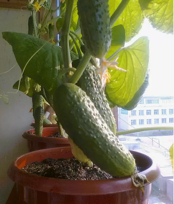 Урожай огурцов на подоконнике: новый гибрид, который покорил дачников