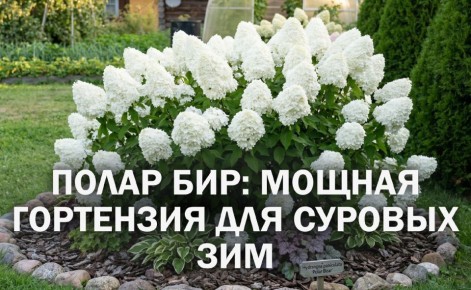 ��������� ����� ���: ��������� ���� ��� ������ ���� � ������� � �����