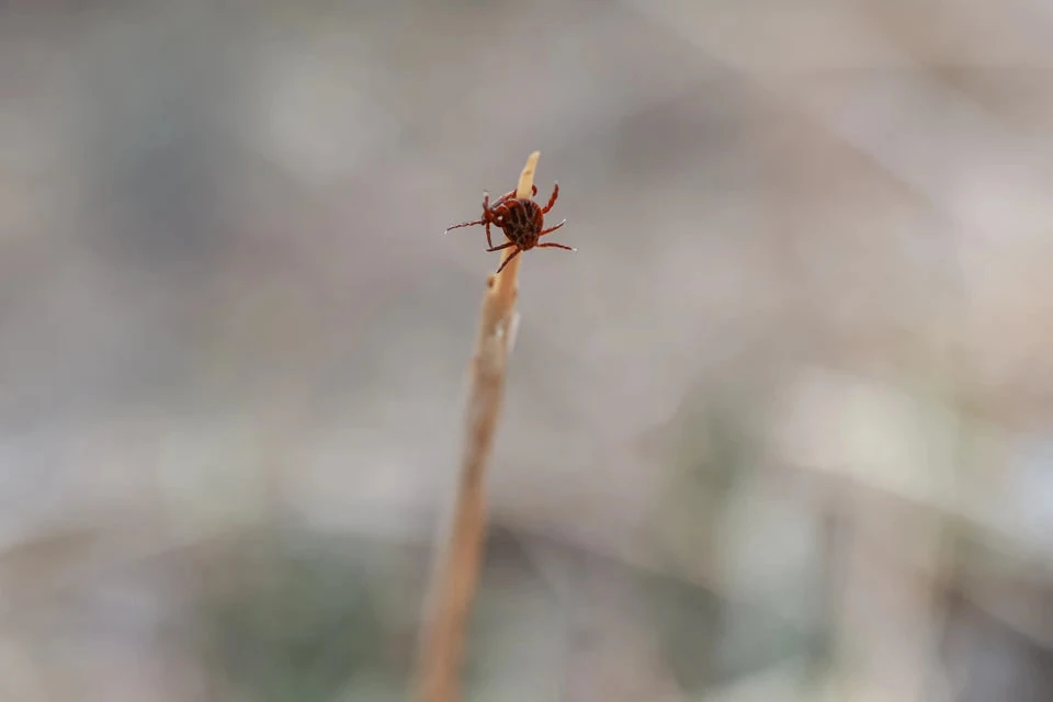 Клещи проснулись и свирепствуют: Челябинская область попала в список лидеров по укусам