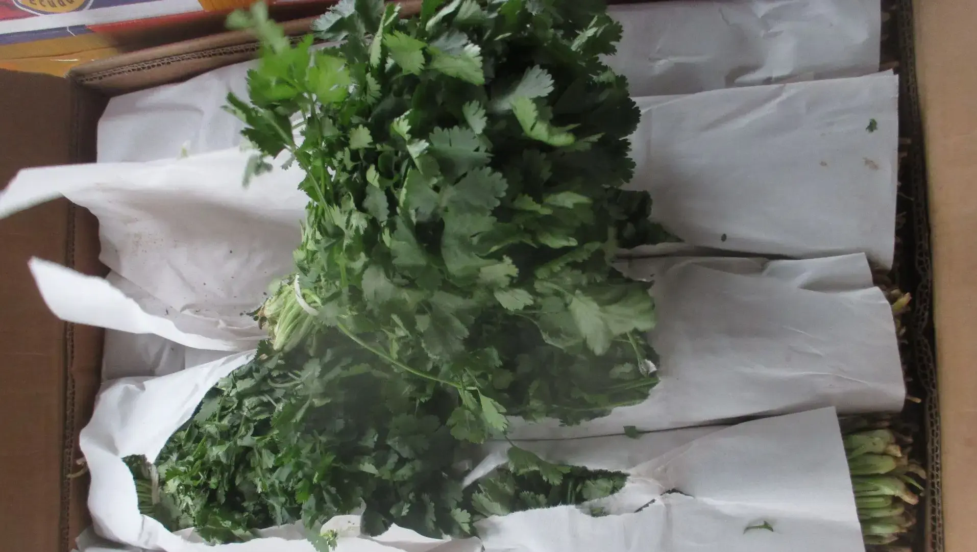 Почти 28 тонн зараженных овощей и зелени уничтожат в Челябинске Почти 28 тонн зараженных овощей и зелени уничтожат в Челябинске