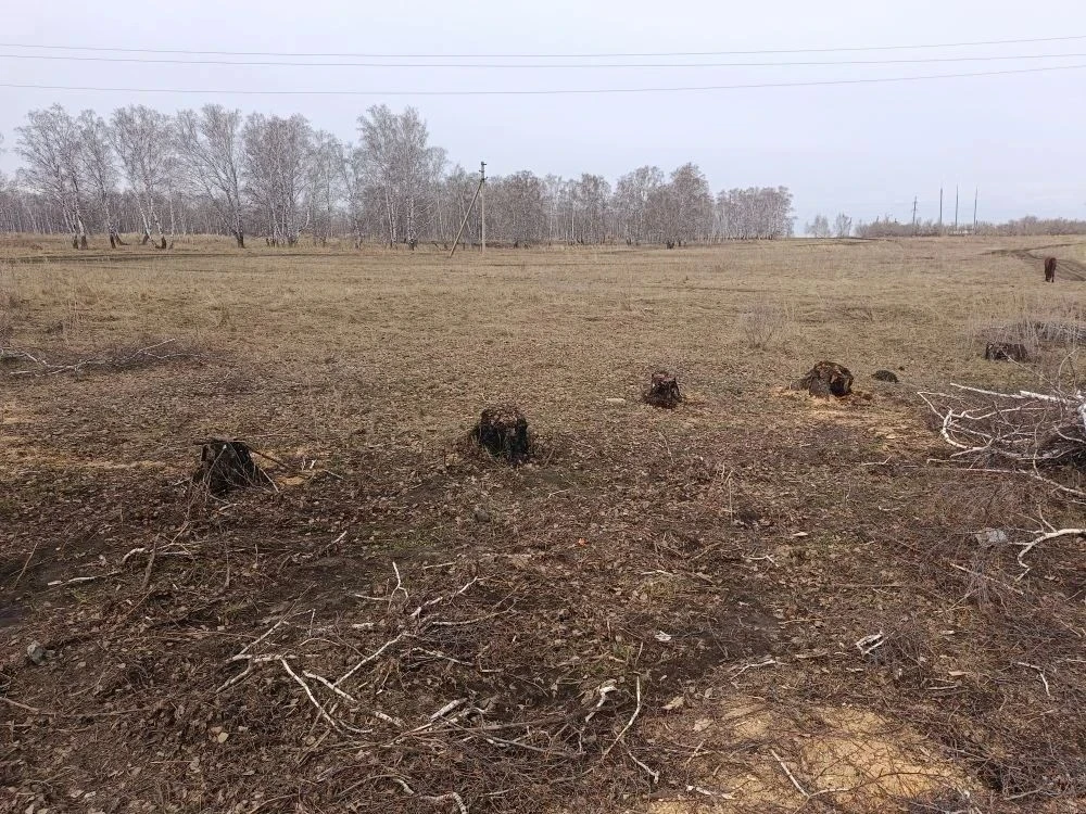 В Троицком районе полицейские задержали местного жителя за незаконную рубку пяти берез В Троицком районе полицейские задержали местного жителя за незаконную рубку пяти берез