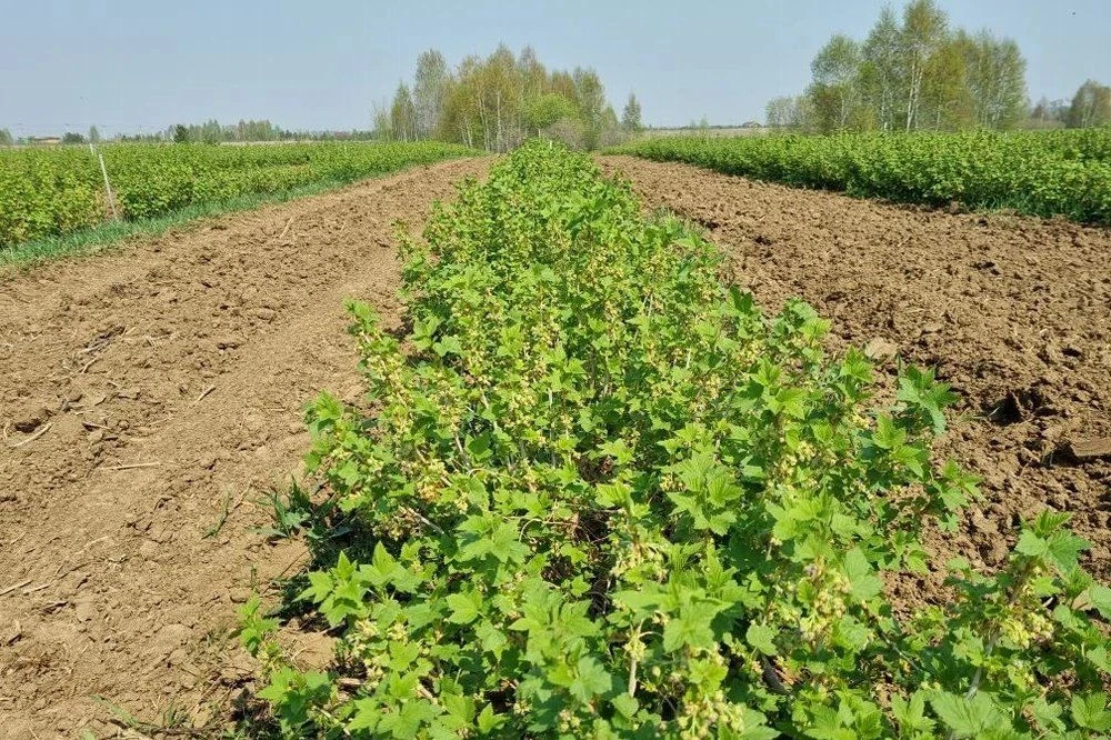 Импортозамещение на грядках: челябинские садоводы наращивают производство черной смородины