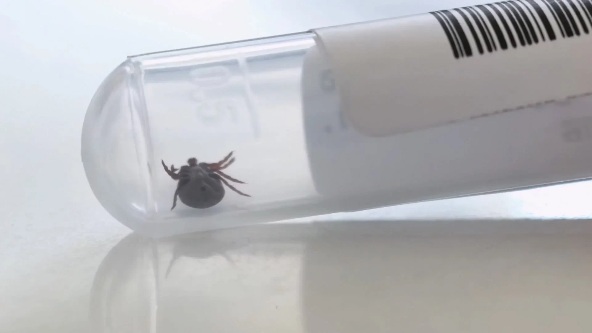 Челябинская область вошла в топ регионов с наибольшим числом пострадавших от клещей