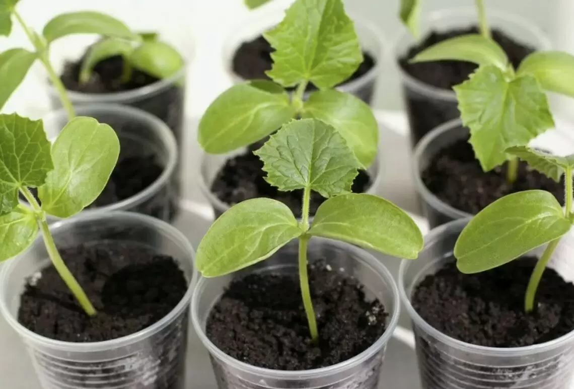 Как правильно вырастить рассаду огурцов: подробный гид