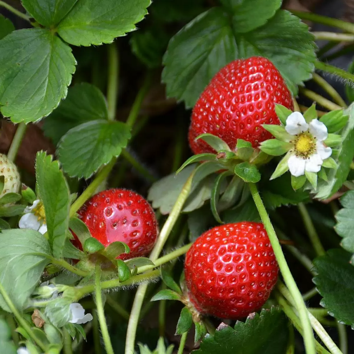 Выращивание клубники на подоконнике: новые горизонты для садоводов