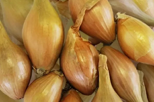 Лук-шалот Золотой бочонок: секреты урожая и особенности ухода