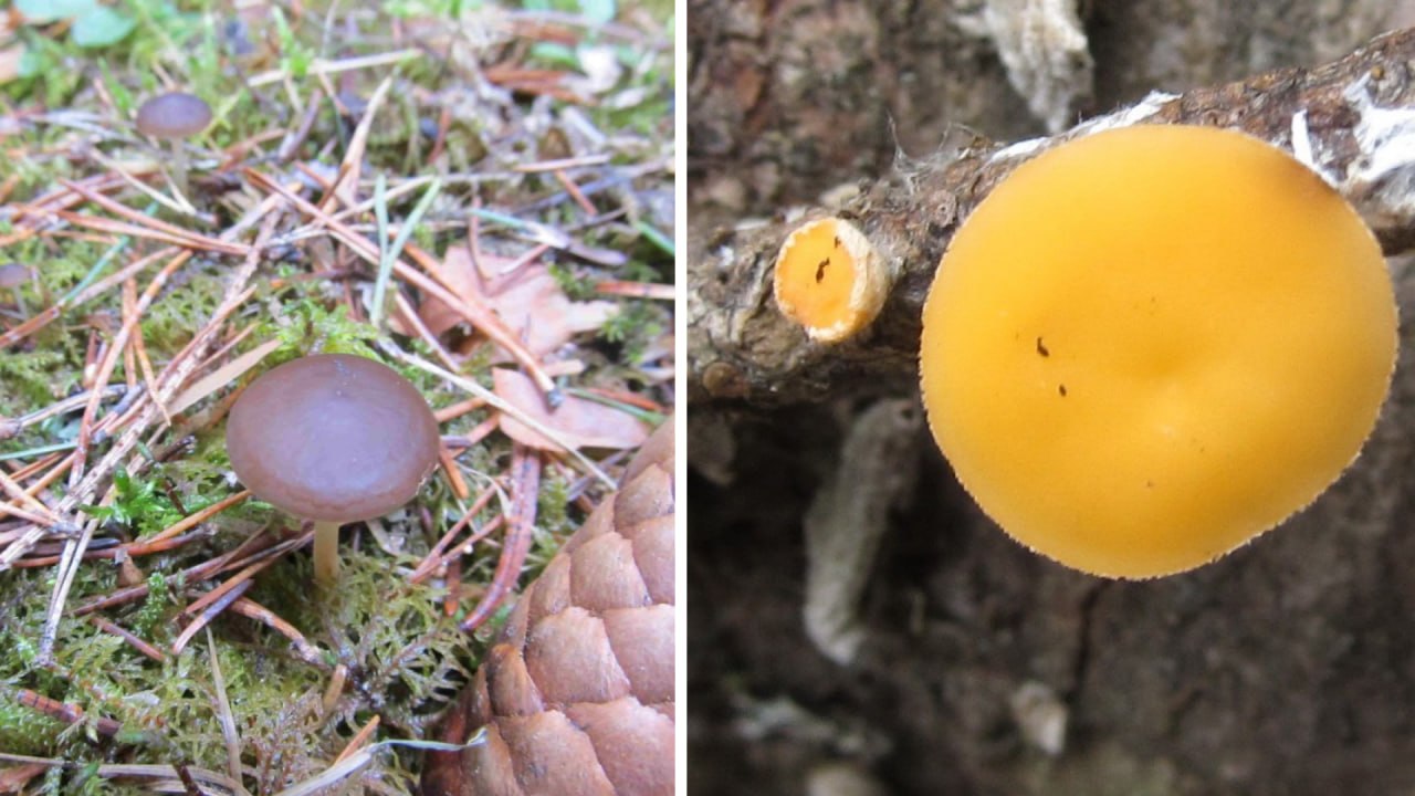 Грибной сезон в Челябинской области стартовал в апреле