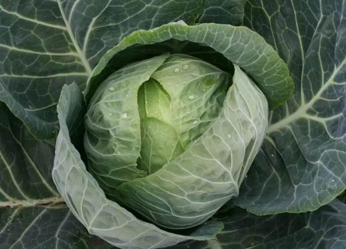 Как сохранить лучший урожай капусты до весны: перечень сортов и секреты хранения