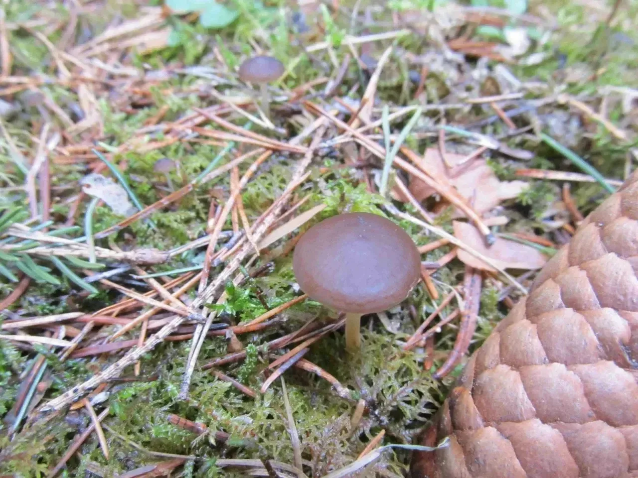 Природа продолжает радовать Природа продолжает радовать