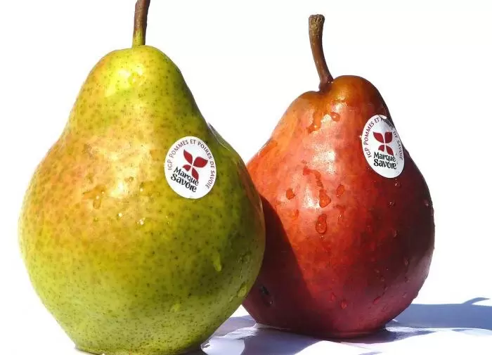 Груши в России: от легенд до современных сортов