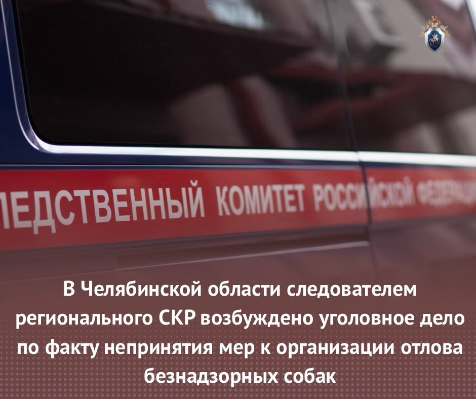 В Челябинской области следователем регионального СКР возбуждено уголовное дело по факту непринятия мер к организации отлова безнадзорных собак