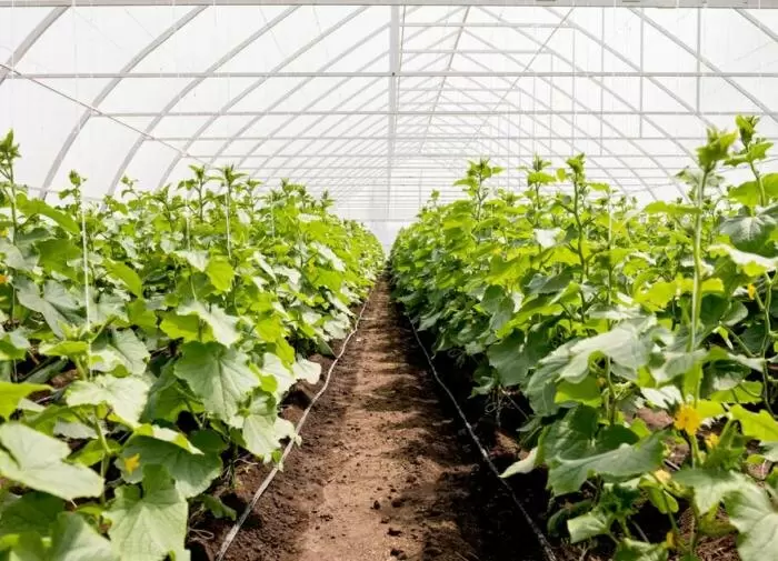 Подготовьте теплицу к зиме: осенняя мойка, которая продлит её жизнь