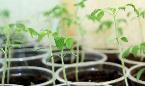 ����������� ������ �������� ������������ �������