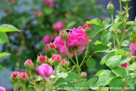 ��� ��������� ������� ���� ������: ������ ��� ���������