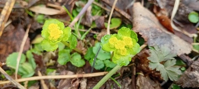 ���������� �������� ��������� �������� ���������