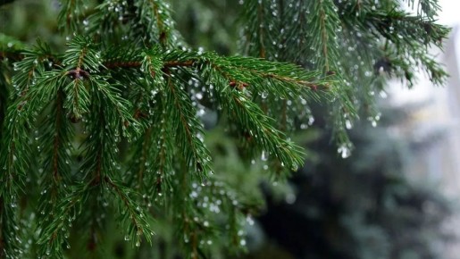 ����� � ������ ������ ������������ � ����������� �������