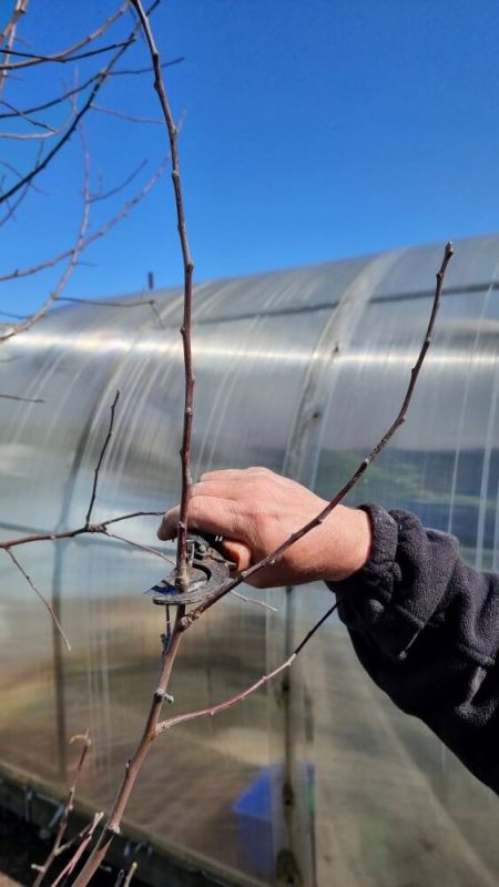 ������ ���� �������� ������� ��������: ������ ��������