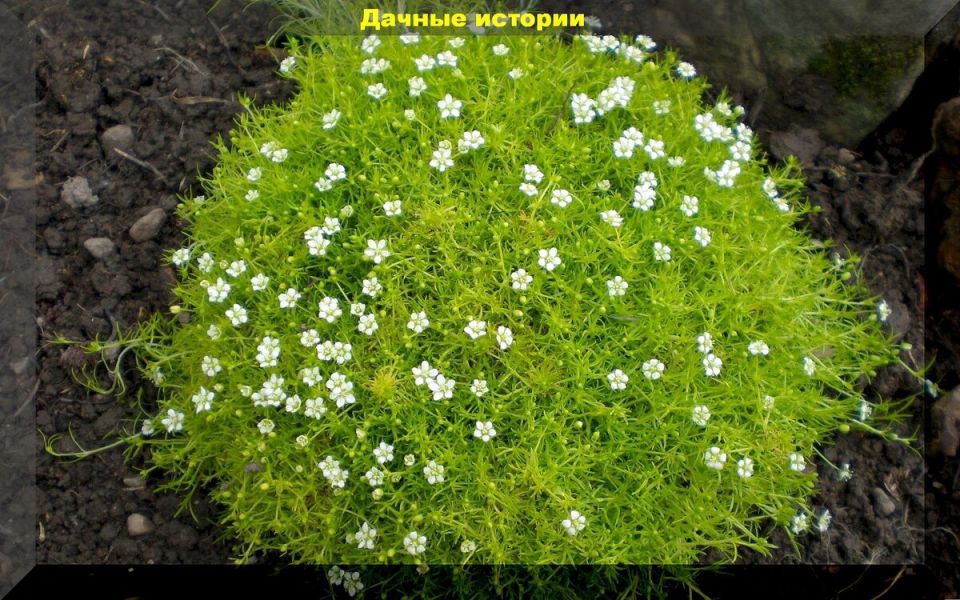 ��� ��������� ��������� �� ����������: ������ � ������������ ��� ���������� ��������