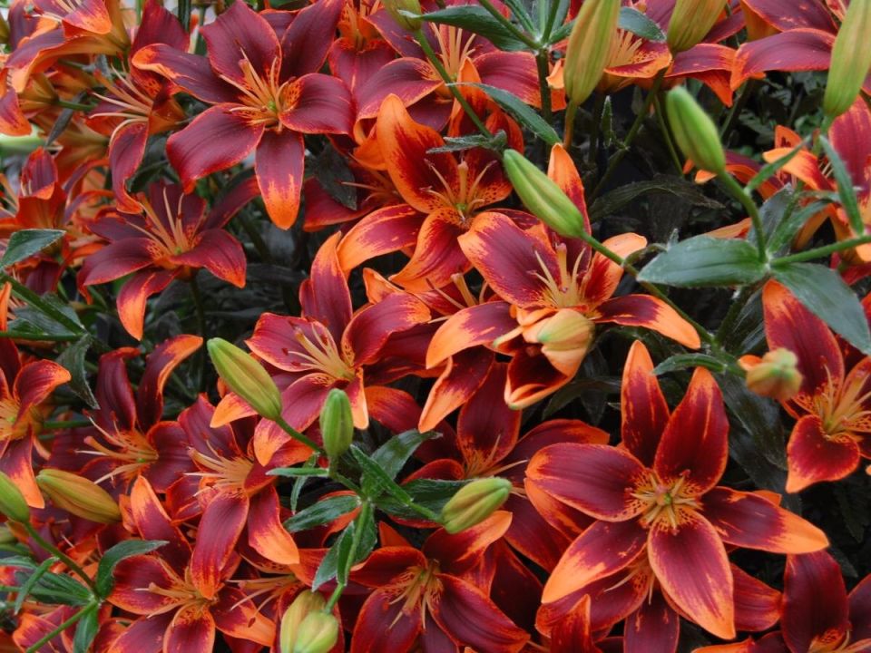 ��� �������� ������� �������� ����� �� ����� �������: ������ � ������� ����������