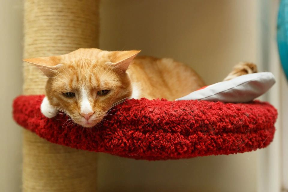 ������, ��������: � ���������� ����������� ������ ��������