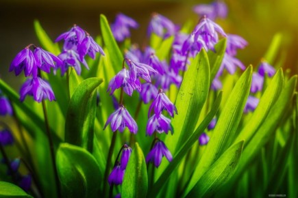 ��� ������� "����������" �� ������ �����������