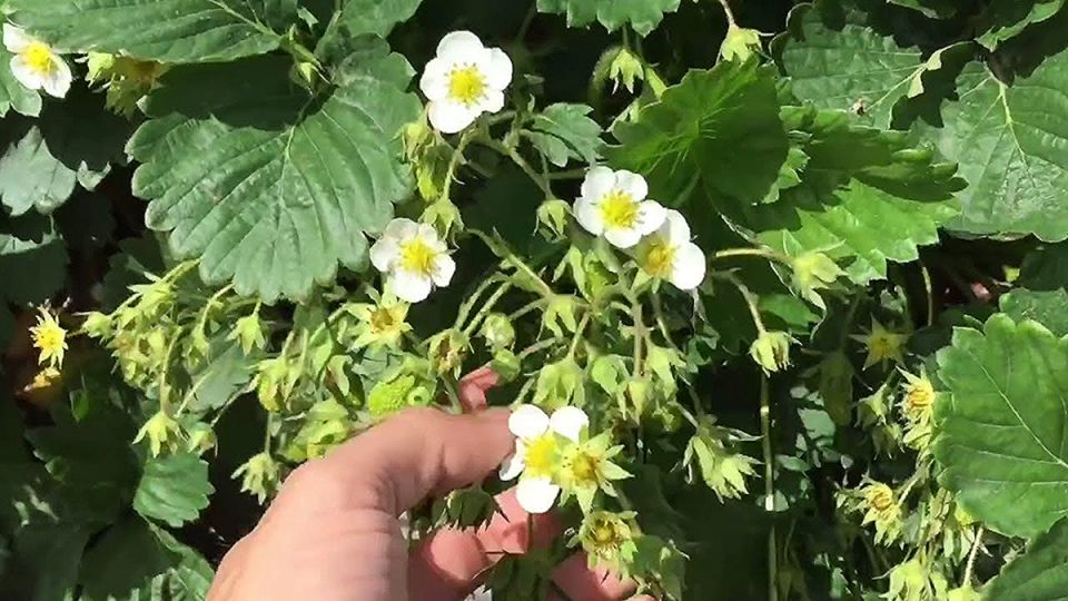 ��� ������ ������� �������� �������� �������� ���� ���������: ������� ��������� ������