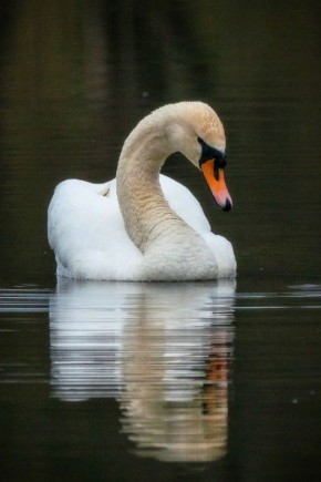 � ������ �����, �������!. ���������� �������������� �������� �� �������� � �������� ����������� ��������