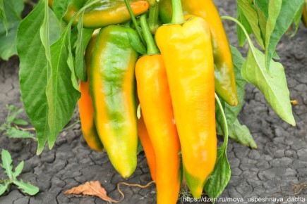 ���-6 ������ �����, ������� ����������� ����� � ����� �������