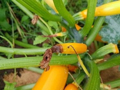 ��� ������ ������� �� �����: ����������� ������ � ���������