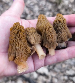 ����� �� ����� ����� ������� ������ ���������� �������