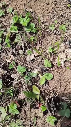 �������������� ������ ������ �������� ������� ���������