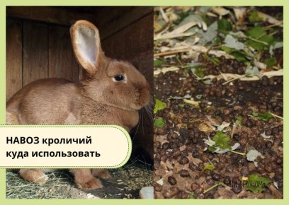 �������� �����: ������� �� �� ��� ������ �������?