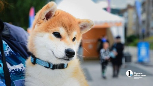 � ����������� ������� ����� ����� �� �������������