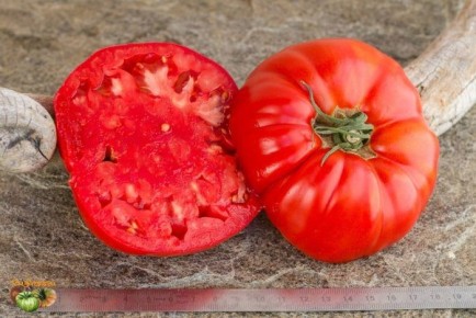 ����� �����������: ������������� ���� � ���������� ������ ��� ������ � ������