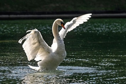 ��� ���� ��������� � �������� �������: ������-������ ������ ����� ������������ � ������ ��������������