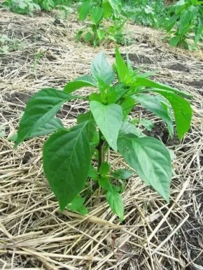 ������ ��� � �������� ������: ��� ����� ����� � ��������� �����