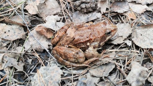 ������ "������" ������� � ������� � �������� "�������"