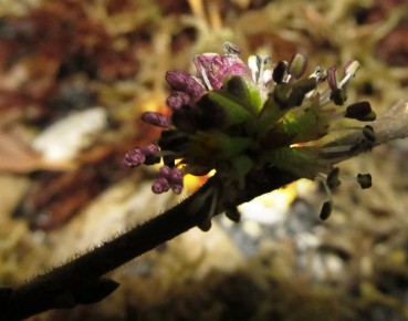 �� ������� �������� ���� ����������� ������ ���