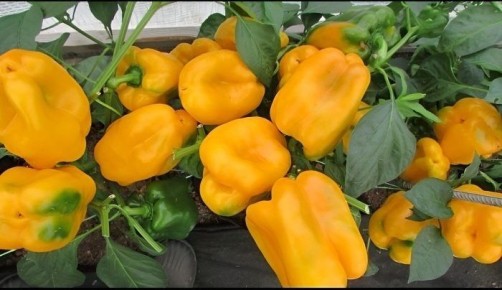 ��������� ����� ��� ������ �������: ��� ��������� ������� ��������