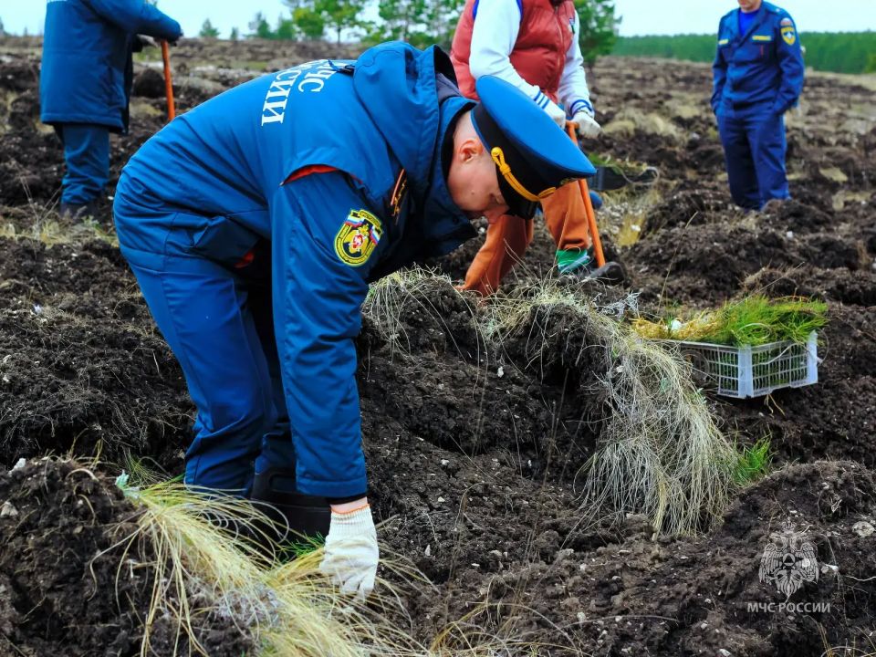 Сотрудники МЧС России приняли участие в лесовосстановительной акции «Зелёный пояс» Сотрудники МЧС России приняли участие в лесовосстановительной акции «Зелёный пояс»